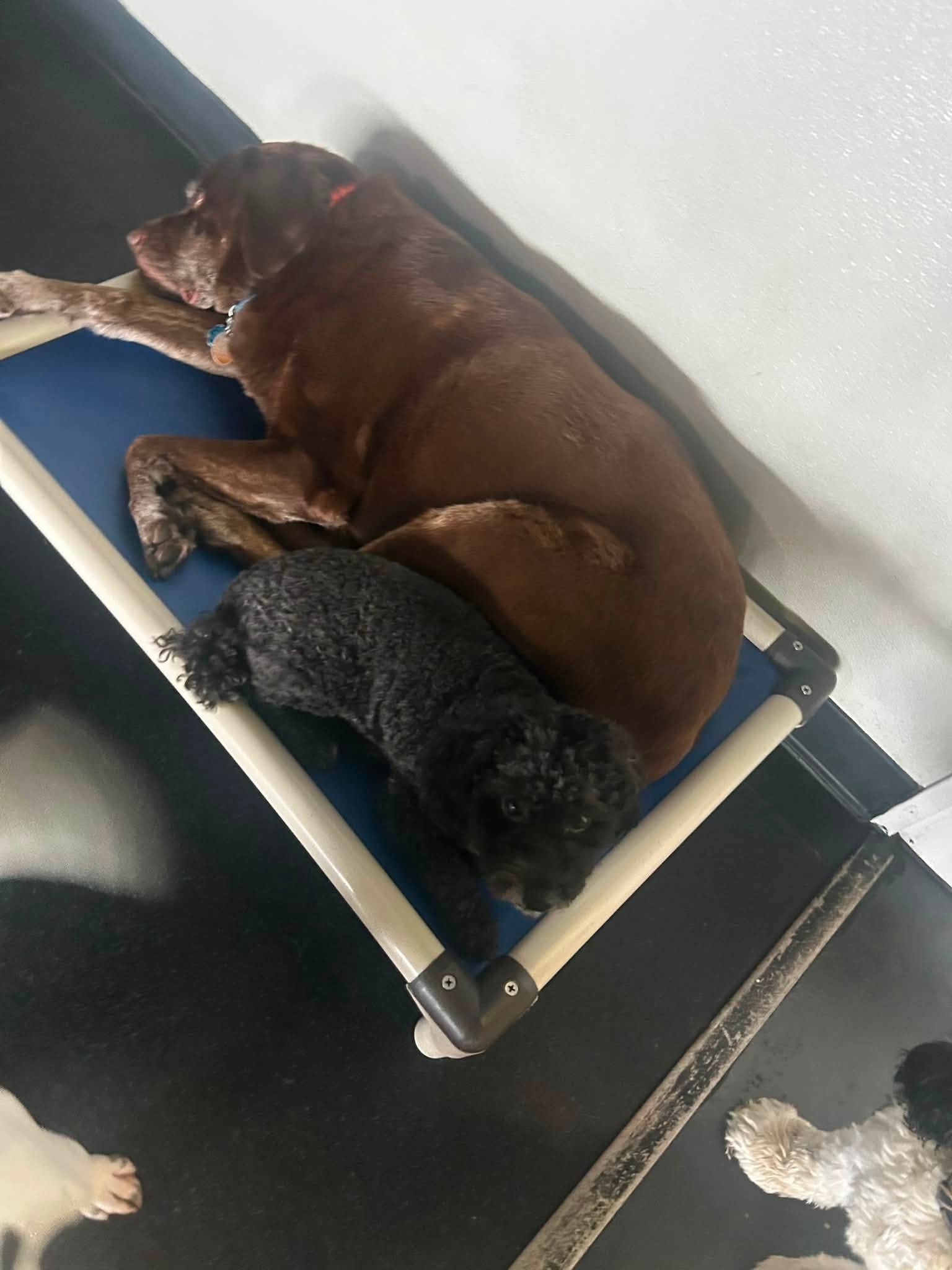 Chocolate lab and mini poodle napping together on a cot during a boarding stay