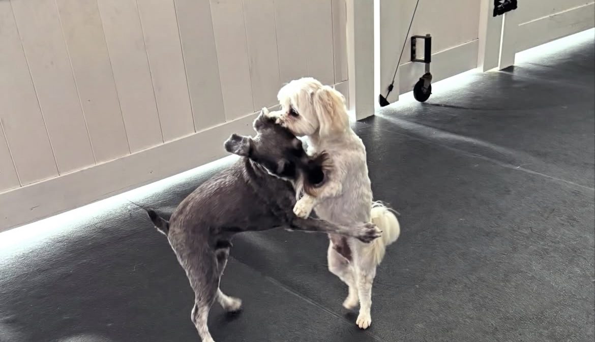 Two small dogs dancing and hugging mid-play at Ruffin It