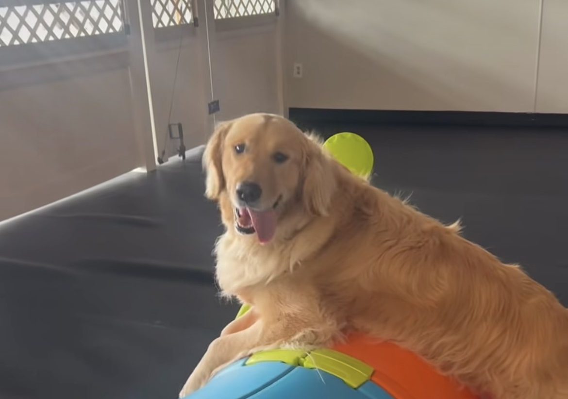 Golden retriever climbing the colorful play tunnel at Ruffin It daycare