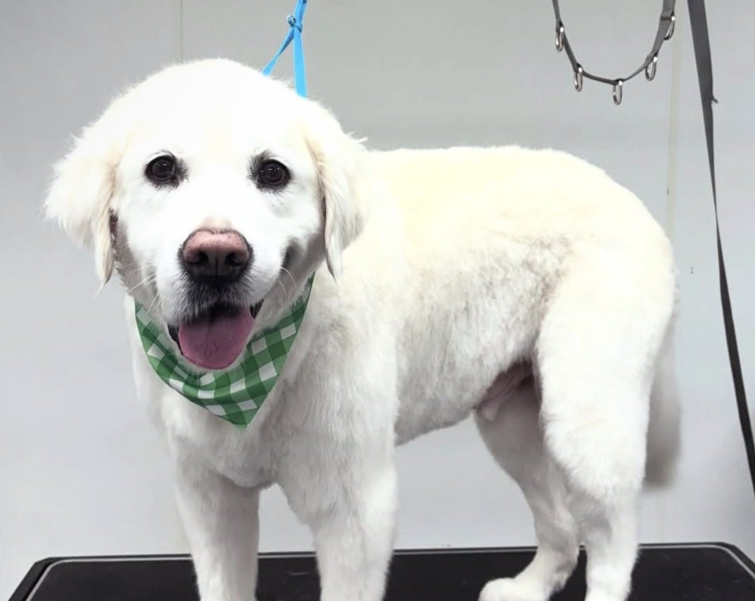Freshly groomed English cream golden in a green bandana on the grooming table