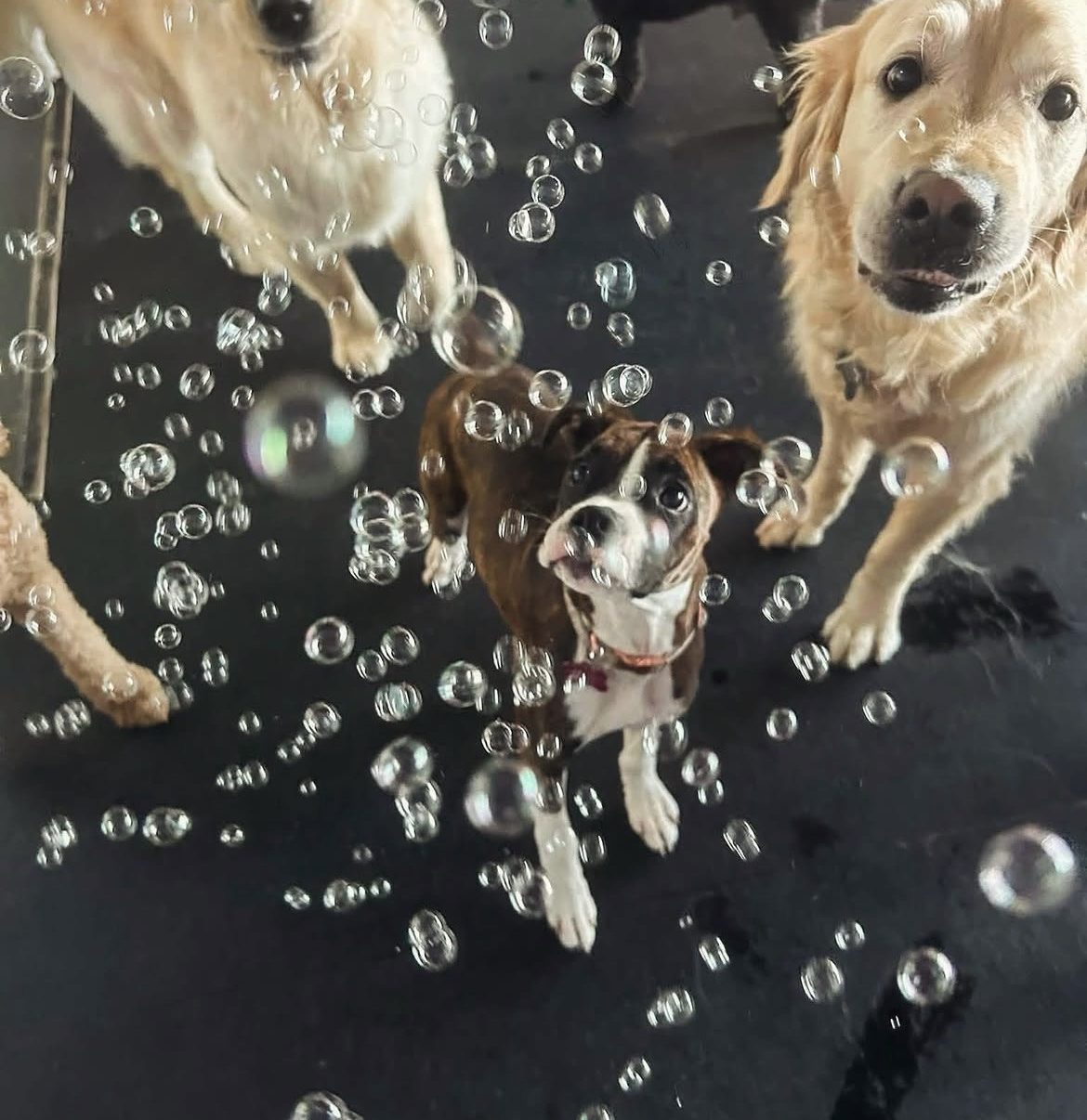 Dogs chasing bubbles on the climate-controlled play floor at Ruffin It