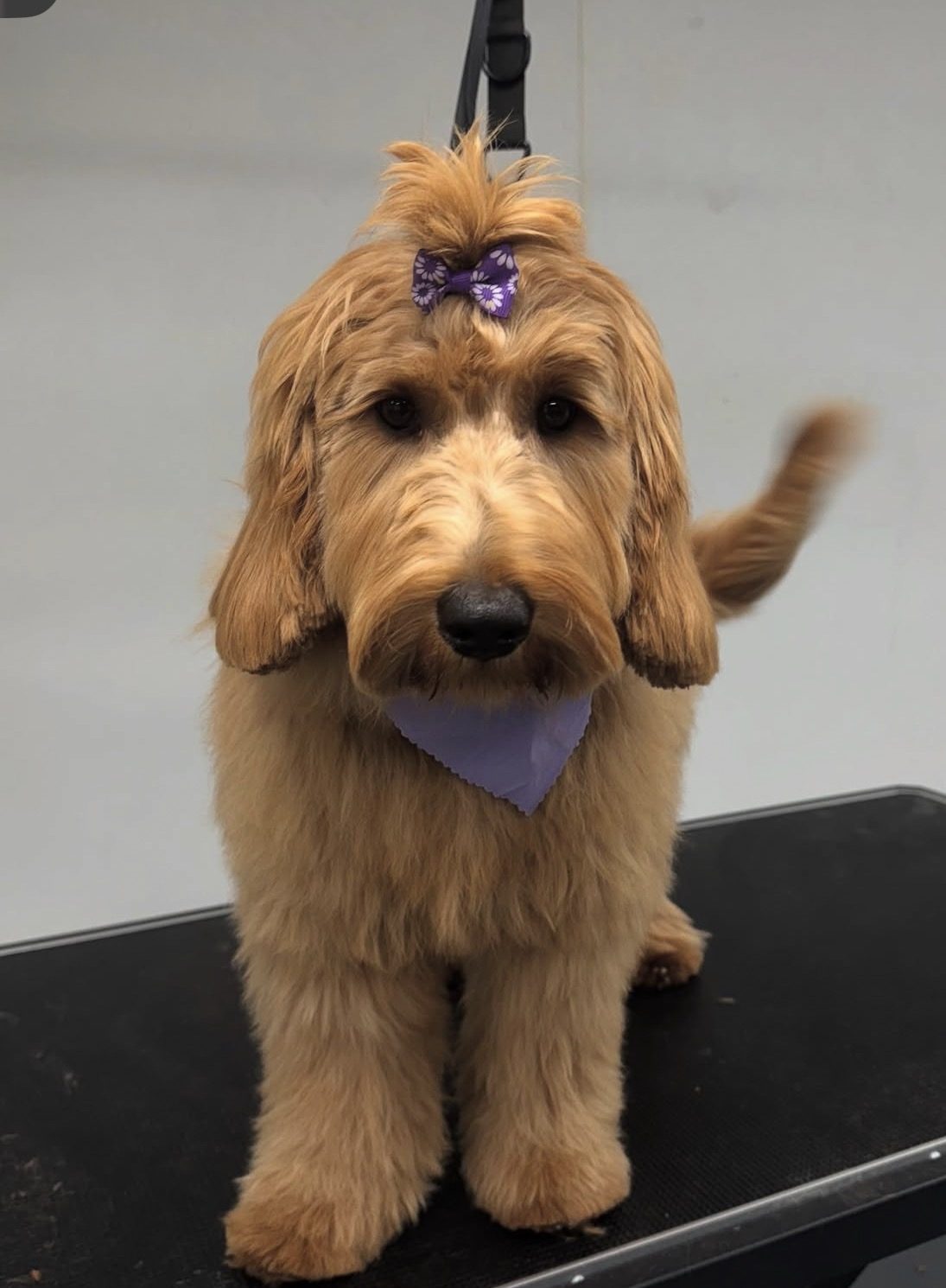 Goldendoodle fresh from a full groom with a purple bow at Ruffin It