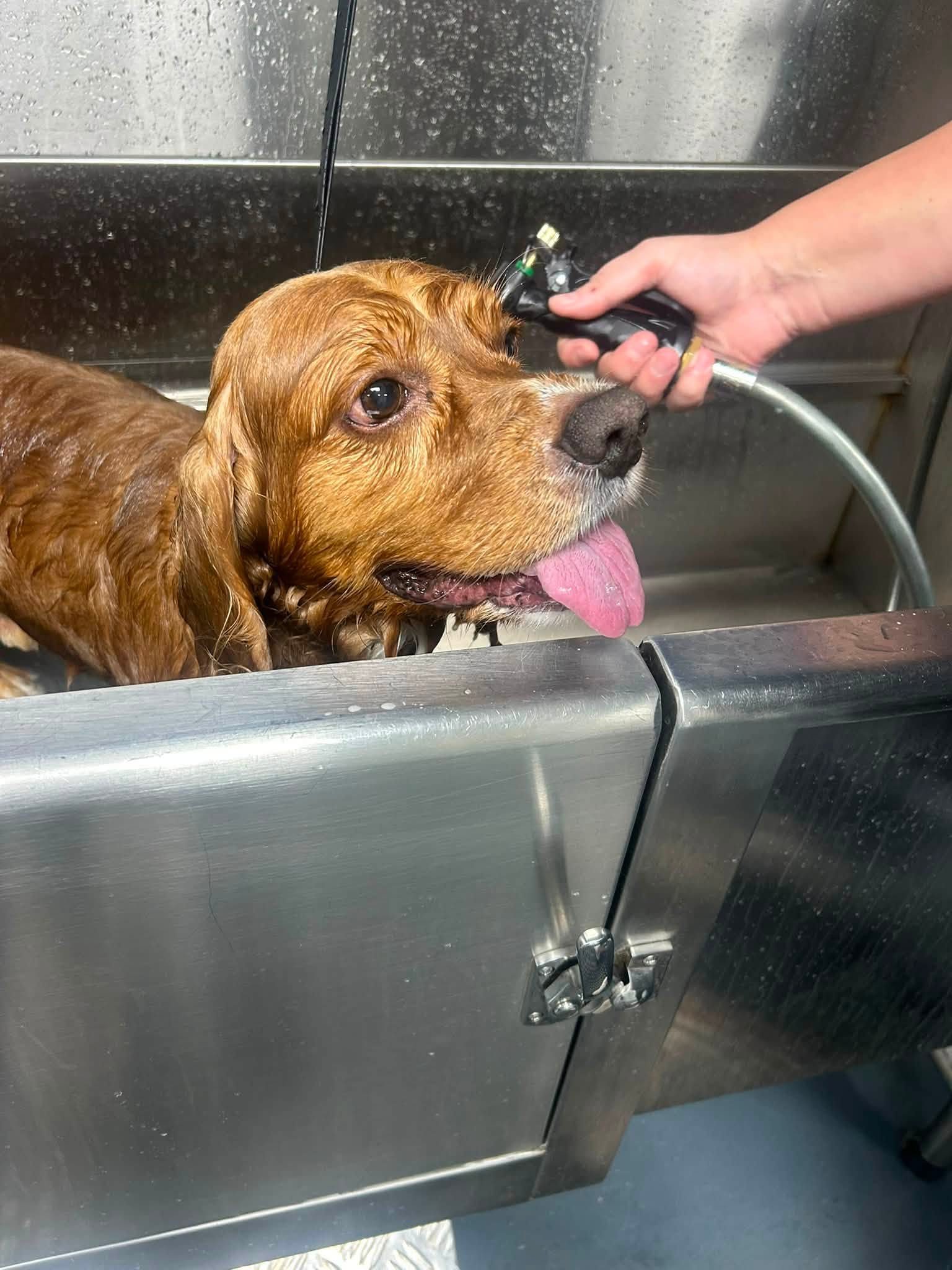 Happy cocker spaniel enjoying a bath in the Ruffin It grooming tub