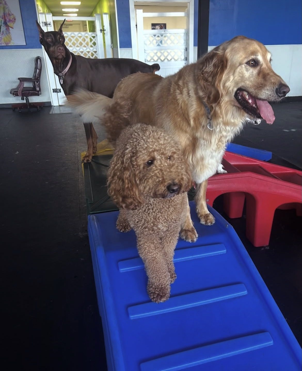 Doodle and golden retriever on the play ramps at Ruffin It Doggy Daycare in Ocean Isle Beach