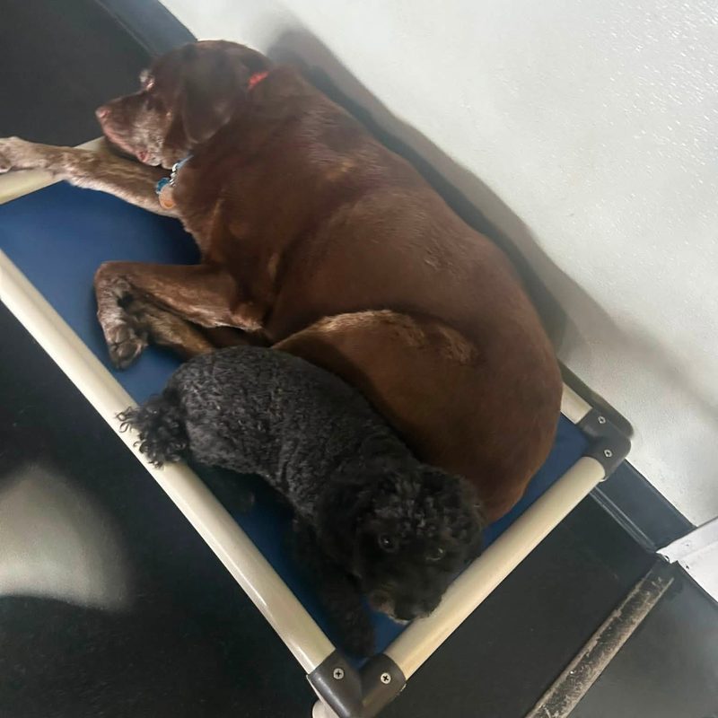 Boarding buddies sharing a cot