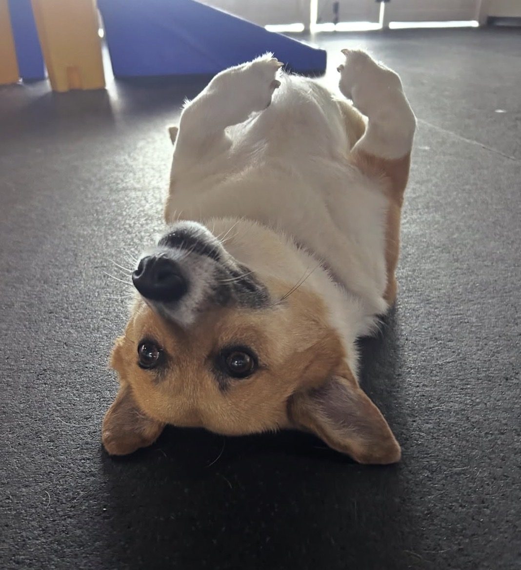 Corgi rolling belly-up on the cushioned play floor