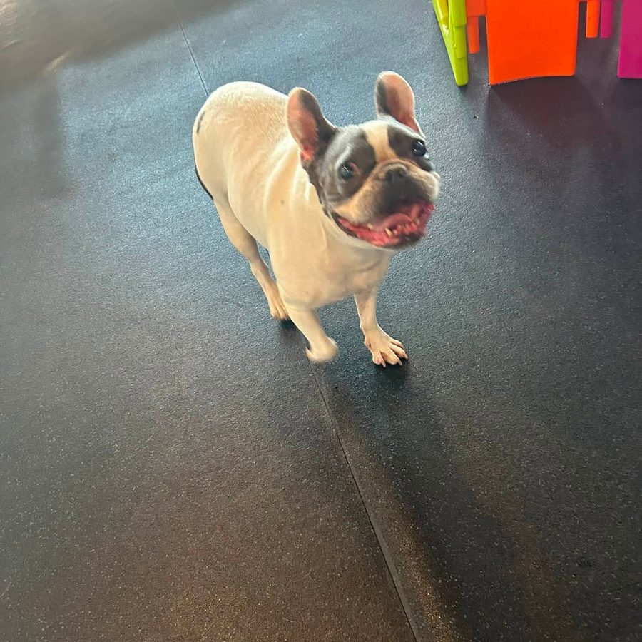 Grinning French bulldog on the play floor