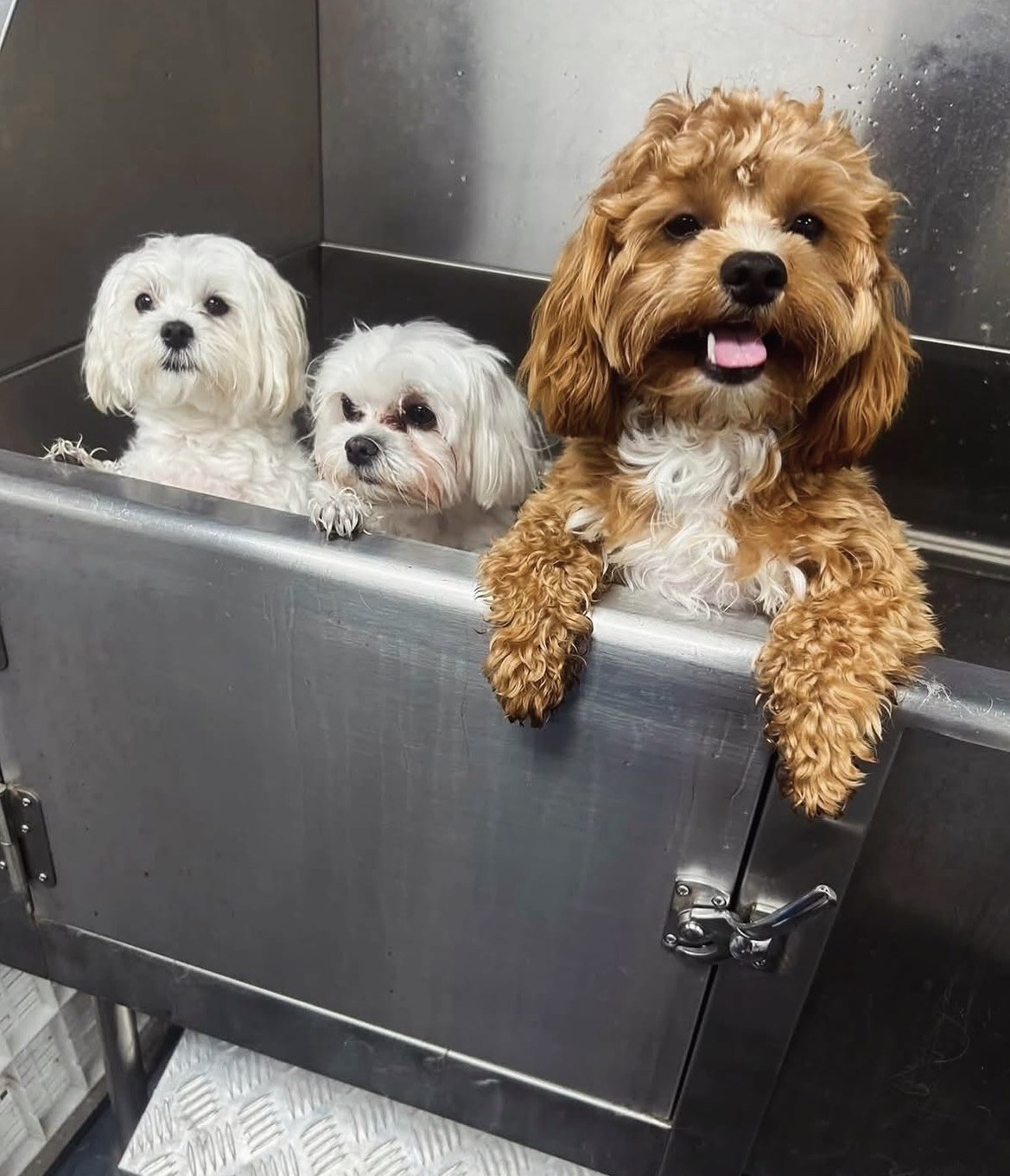 Three freshly bathed pups in the grooming tub