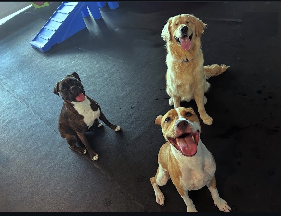 Three happy dogs lined up on the play floor