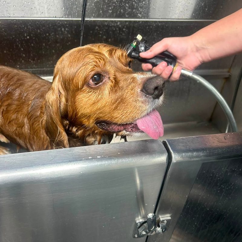 Cocker spaniel mid-bath glow