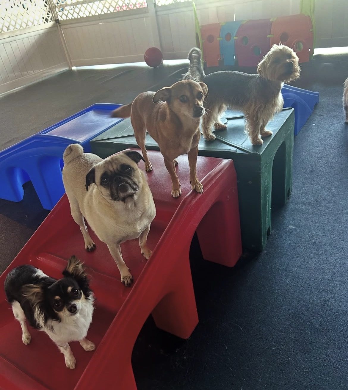 Pug, chihuahua, and small dogs on play ramps at Ruffin It