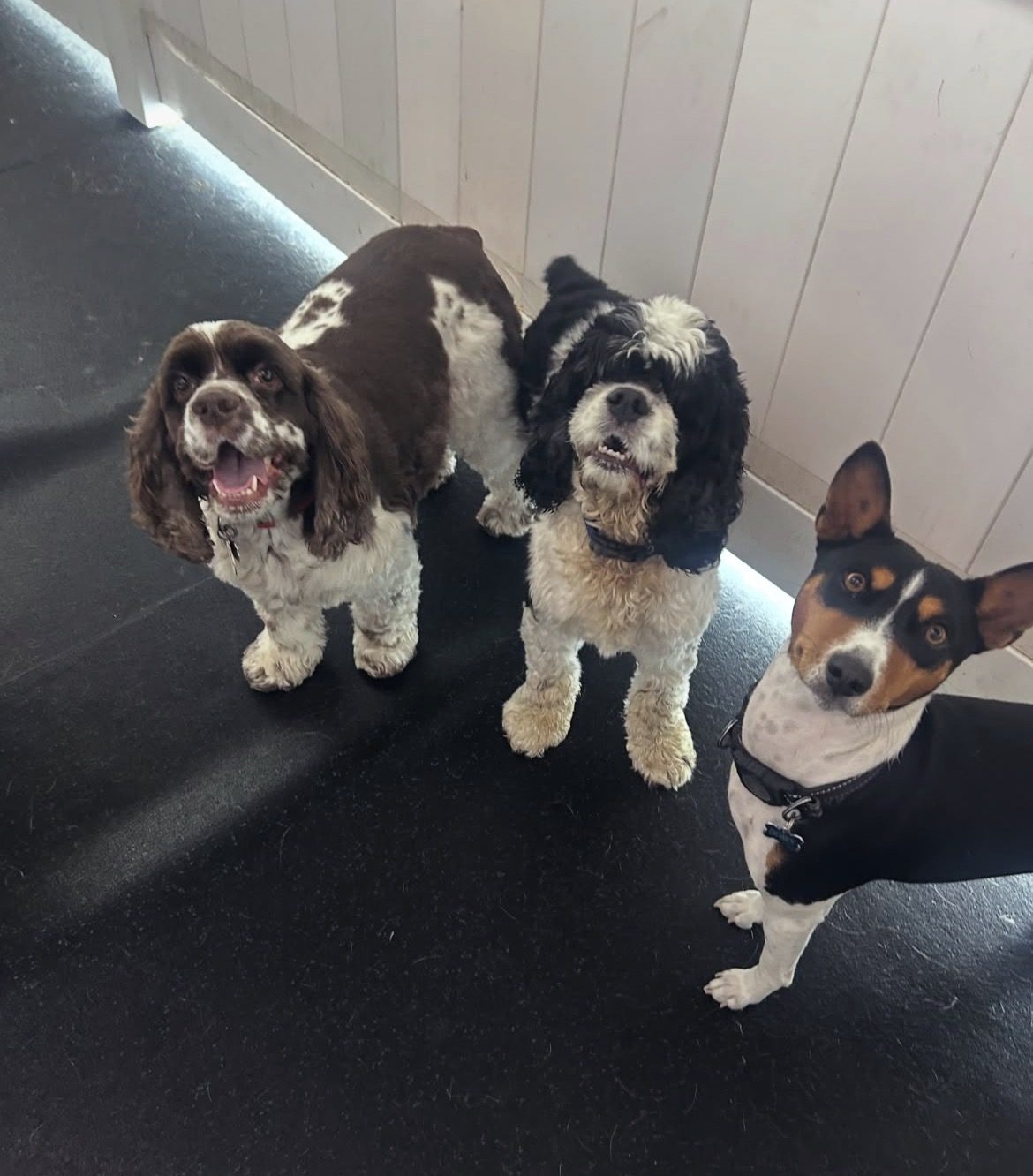 Two cocker spaniels and a terrier looking up for treats