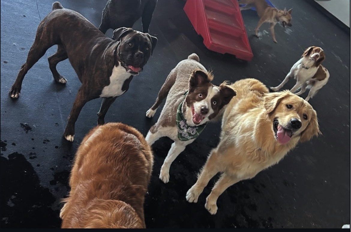 The whole crew mid-play on the daycare floor