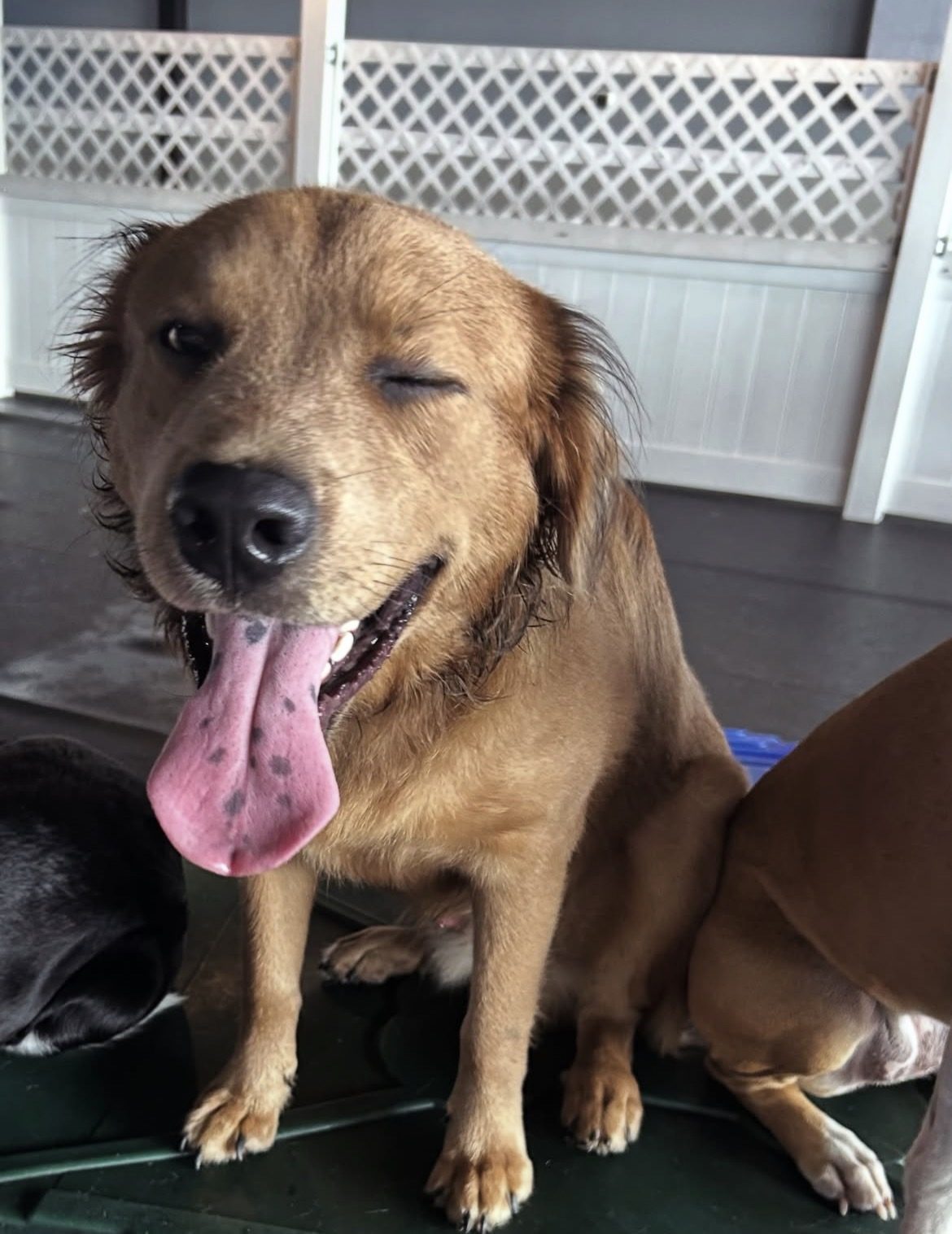 Happy dog winking mid-play at Ruffin It daycare