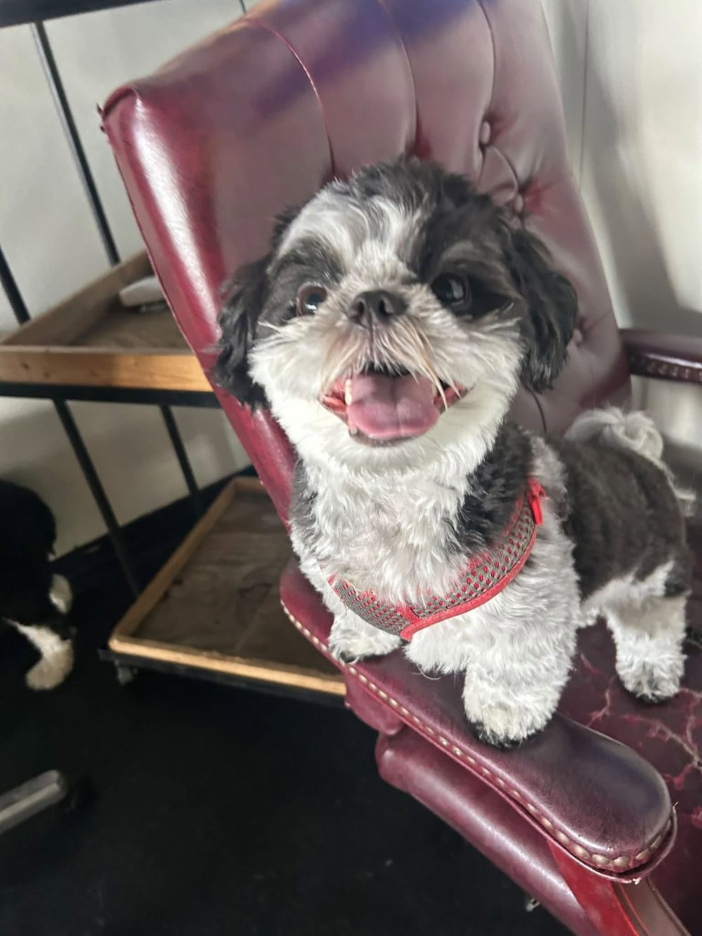 Smiling shih-tzu at Ruffin It, video testimonial coming soon