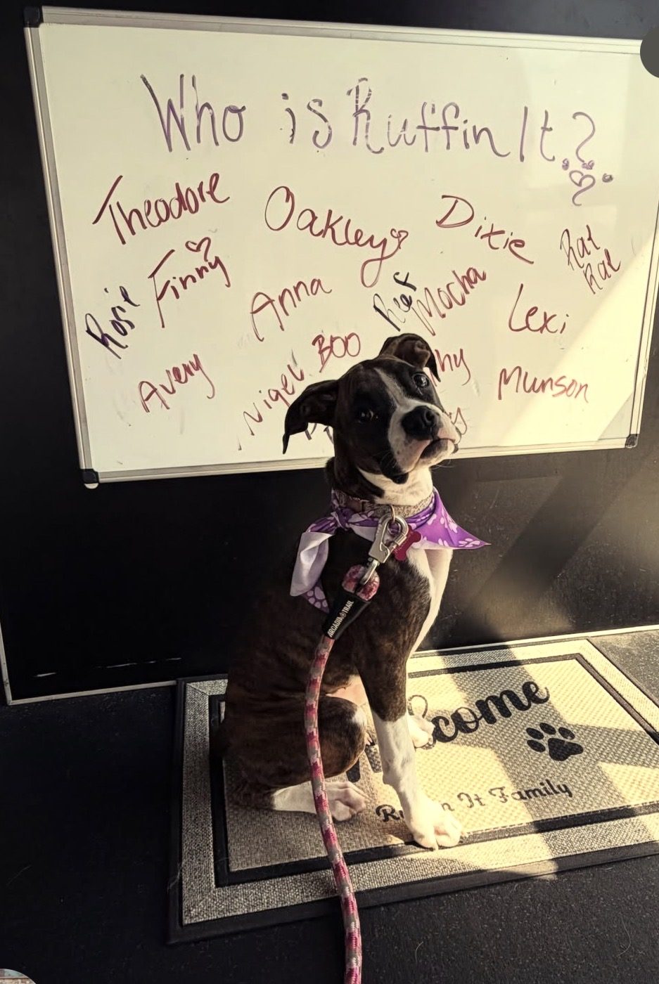 Puppy in a bandana in front of the Who Is Ruffin It board of client dog names